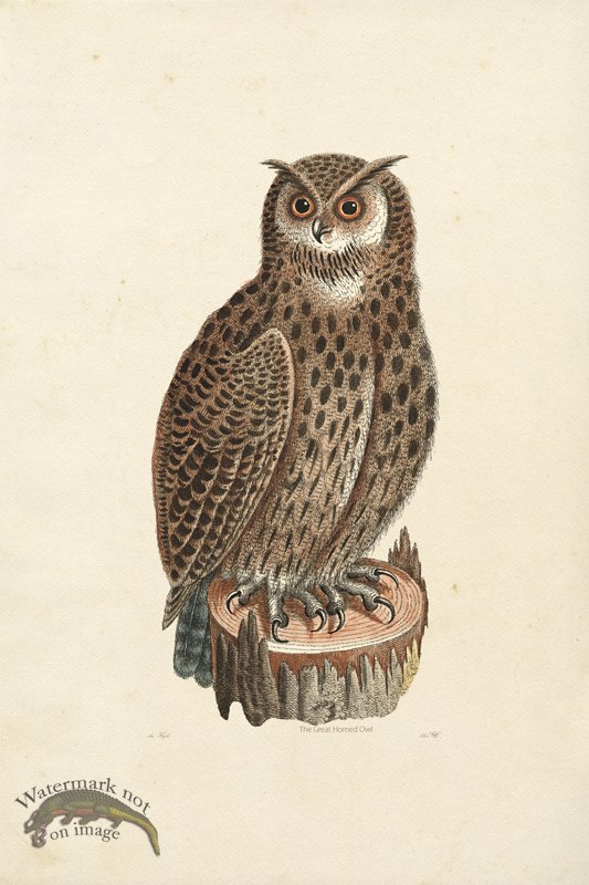 (image for) KO 19 Great Horned Owl