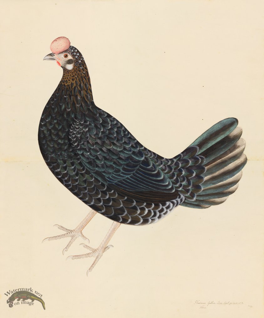 (image for) SWEDISH ORIGINAL FARMHEN . PL 29