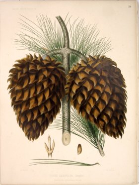 (image for) Lawson Pine Cone 02