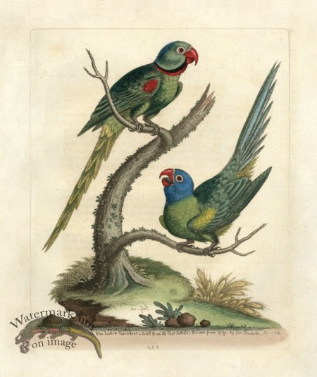 (image for) Edwards Parrot 31.jpg