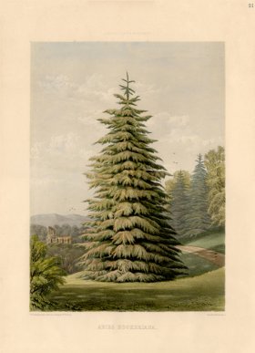 Pine Tree