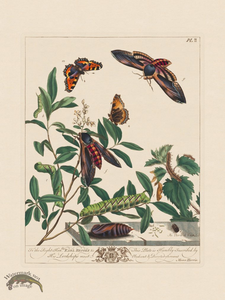 (image for) Moses Harris Insects 02