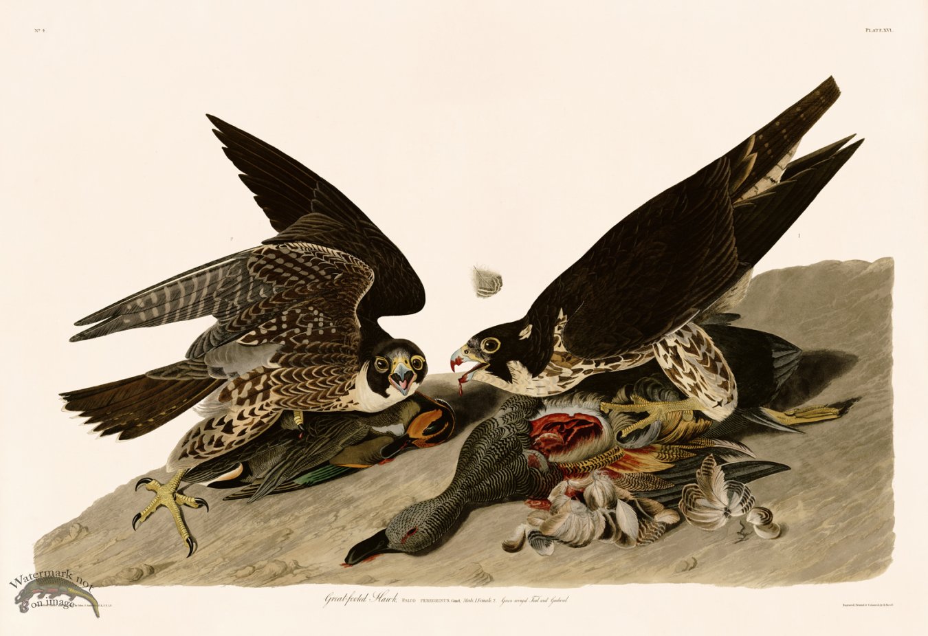 (image for) 016 Great footed Hawk