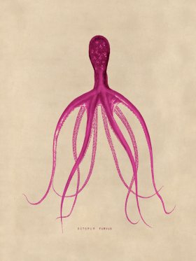 Octopus Pink 21