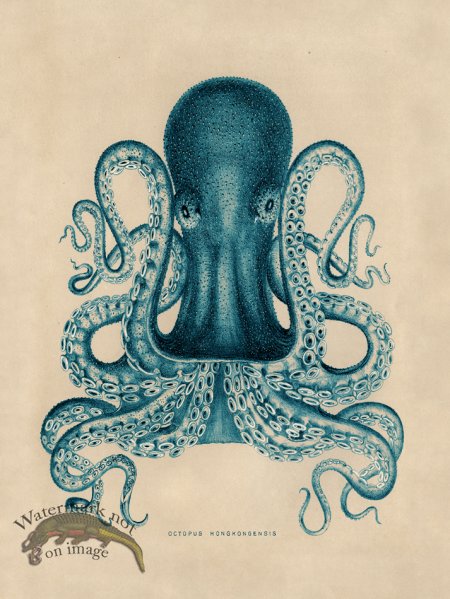 (image for) Octopus Teal 02