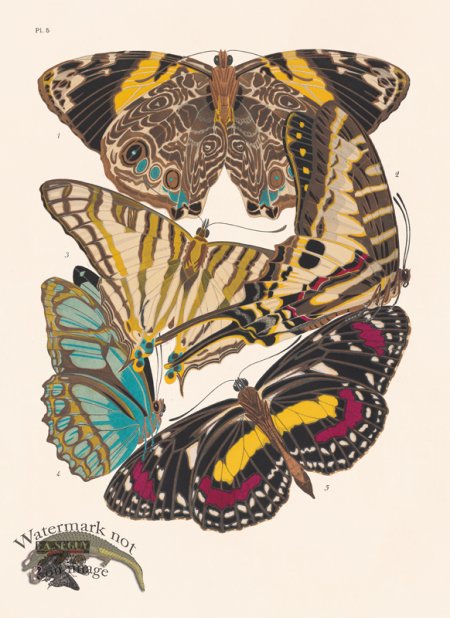 (image for) Seguy Butterfly 05