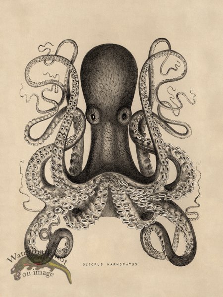 (image for) Octopus Tan 01