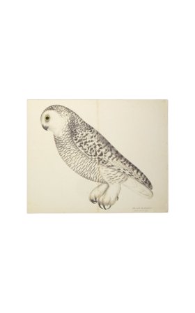 SNOWY OWL . PL 27