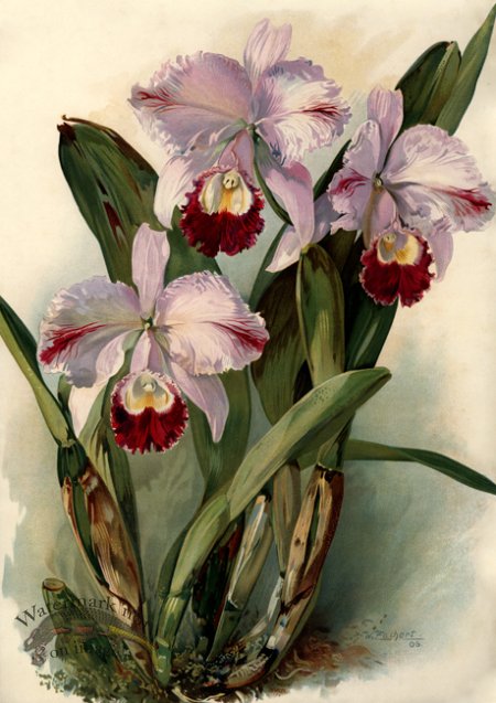 (image for) Orchid 01