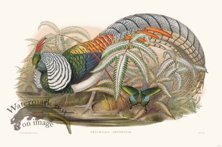 (image for) Gould Game Bird 010