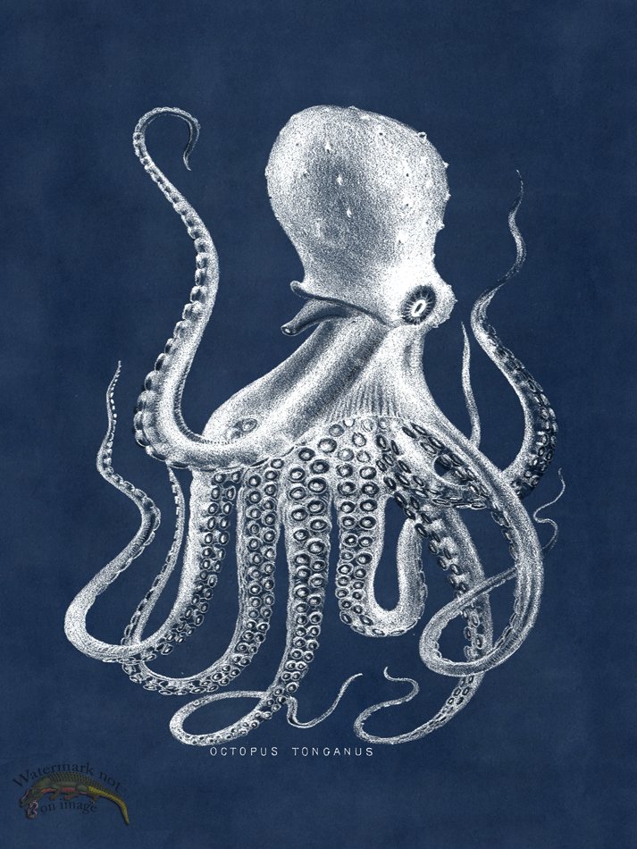 (image for) Octopus Blue 09