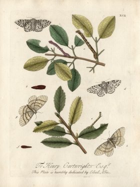 Albin Plate 92