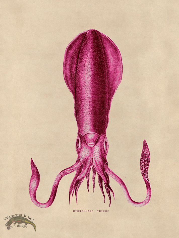 (image for) Octopus Pink 27