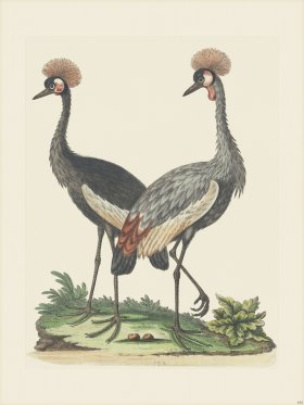 Edwards 192 Crowned African Crane