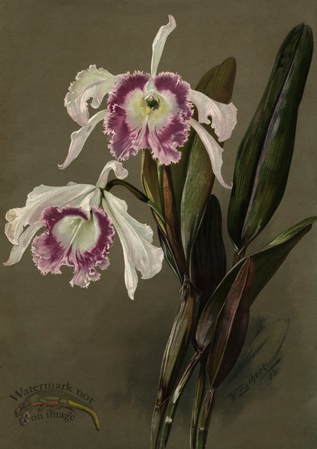 orchid 03