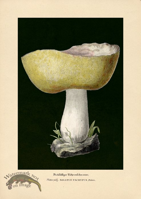 (image for) Beths Shrooms 07