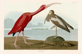 397 Scarlet Ibis