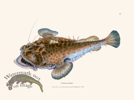 (image for) 012 Common Angler