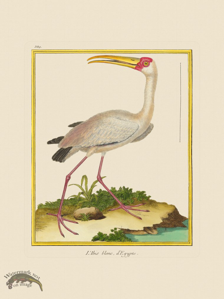 (image for) Martinet Bird 389