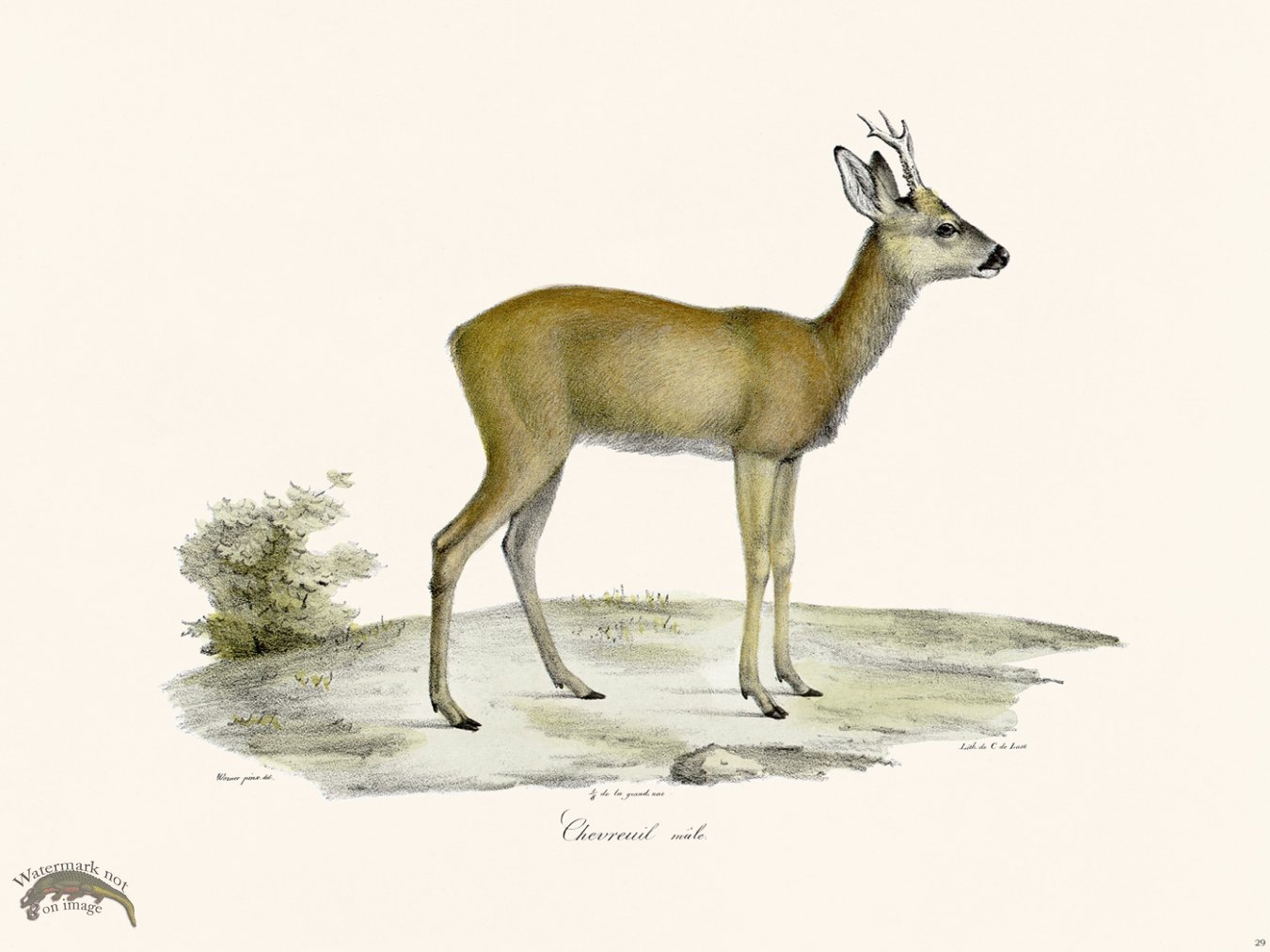 (image for) Cuvier 029 Deer Male