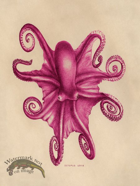 (image for) Octopus Pink 03