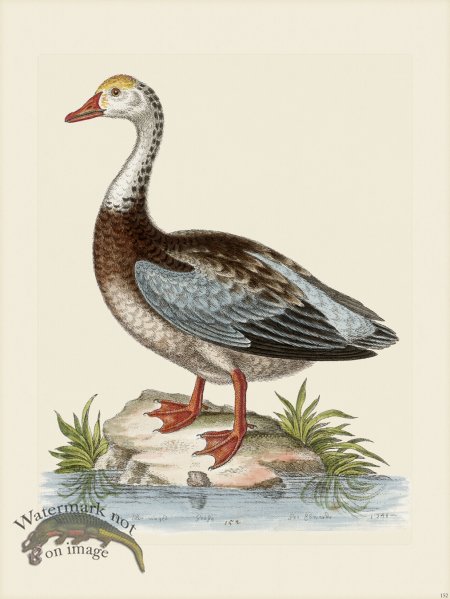 (image for) Edwards 152 Blue winged Goose