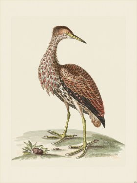 Edwards 136 Bittern