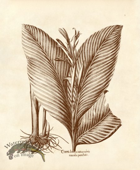 (image for) Besler 01 Canna