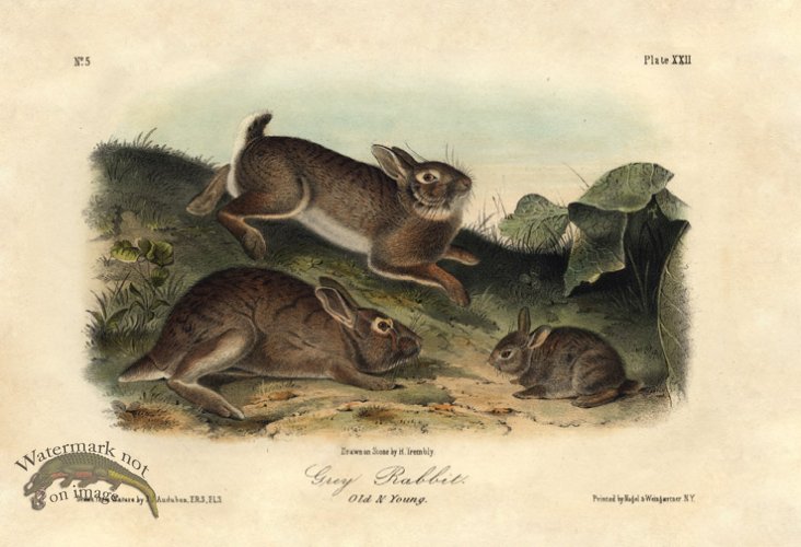 Grey Rabbit