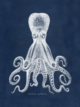 Octopus Blue 15