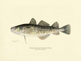 (image for) Tomcod or Frost-fish