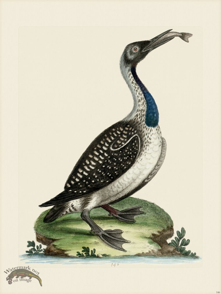 (image for) Edwards 146 Loon