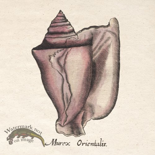 Merian Shell 2