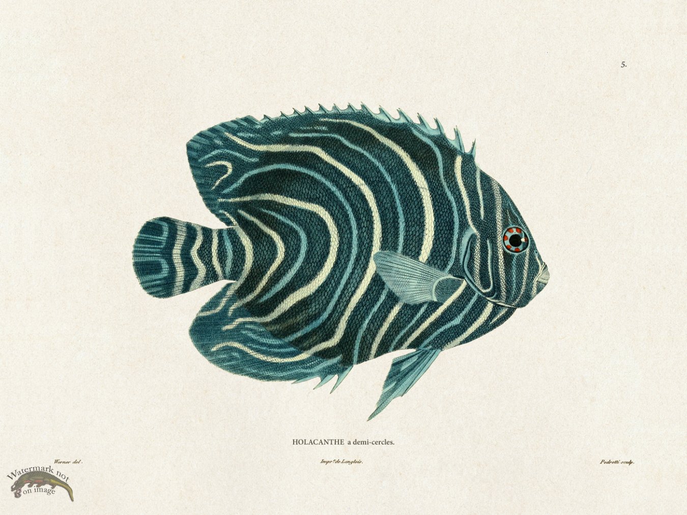 Werner Fish 005