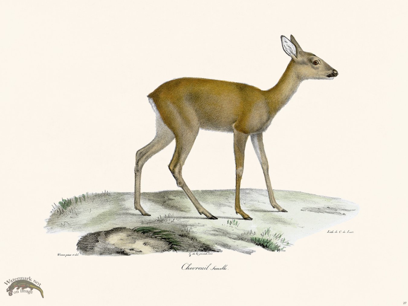 (image for) Cuvier 027 Female Deer