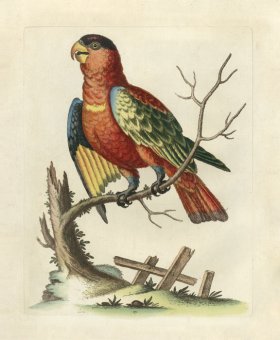 (image for) Edwards Parrot 21.jpg