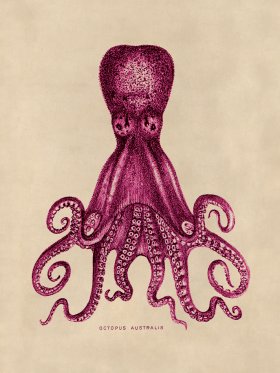 Octopus Pink 15