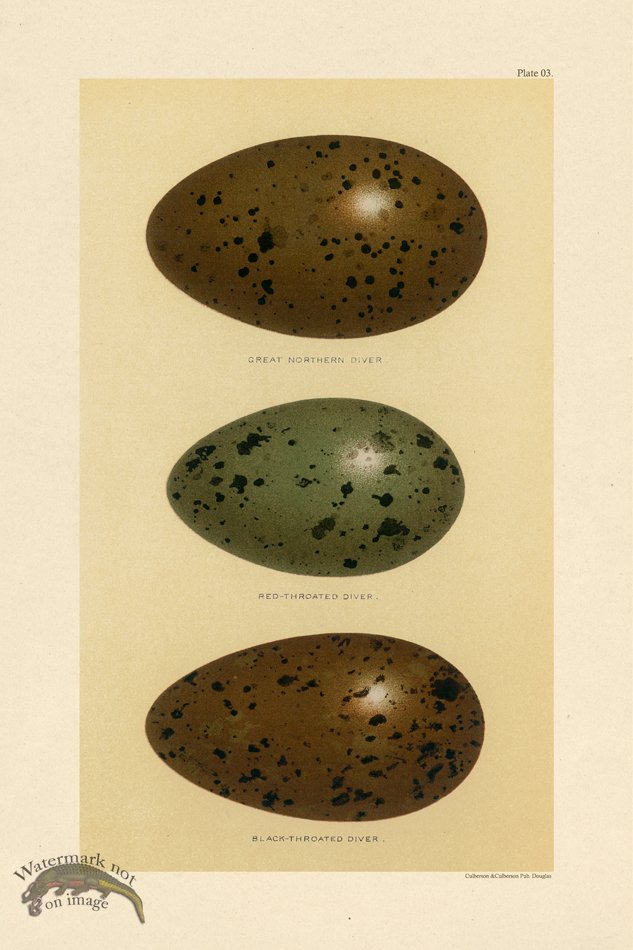 Seebohm Egg 03