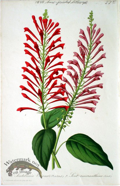 (image for) Botanical