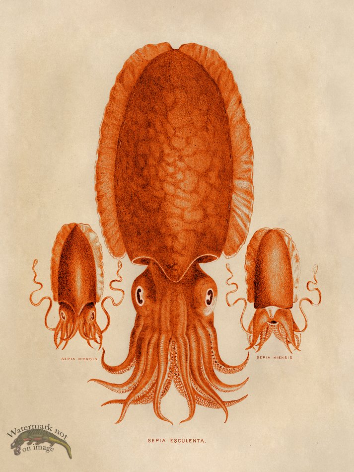 (image for) Octopus Orange 04