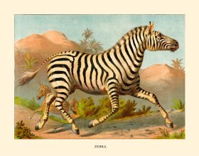 (image for) CP 16 Zebra