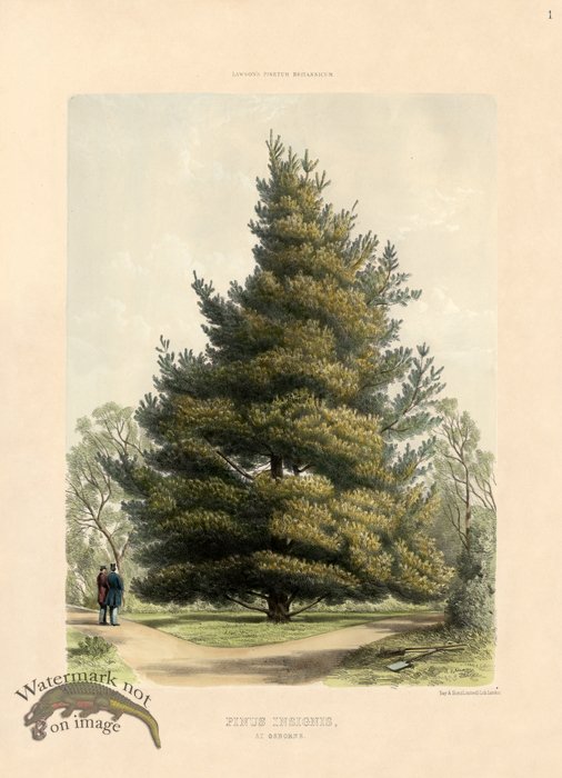 (image for) Monterey Pine at Osborne