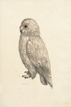 KO 22 Snowy Owl