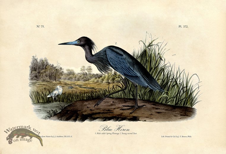 (image for) Blue Heron