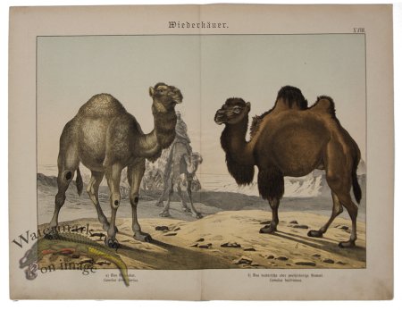 (image for) Camel 