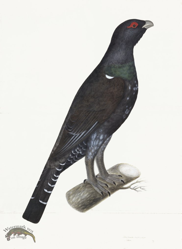 (image for) Rudbeck 007 CAPERCAILLIE 22x30