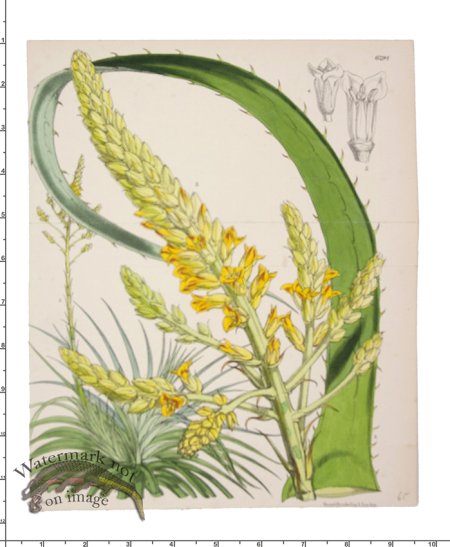 (image for) Curtis Botanical 057