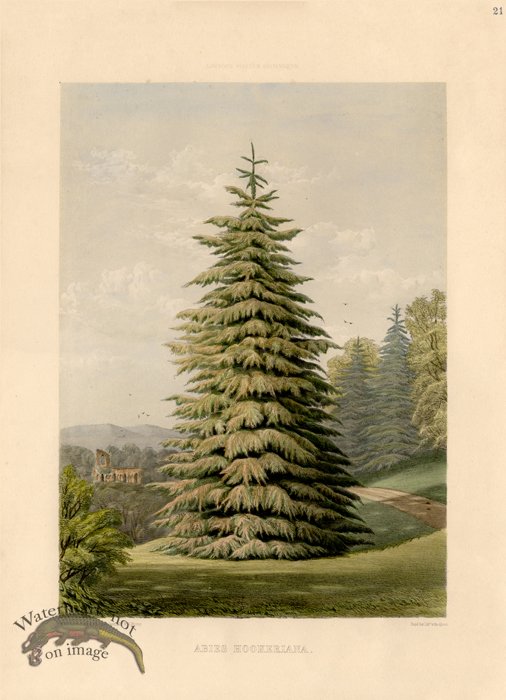 (image for) Pine Tree