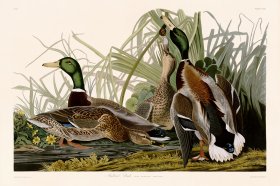 221 Mallard Duck