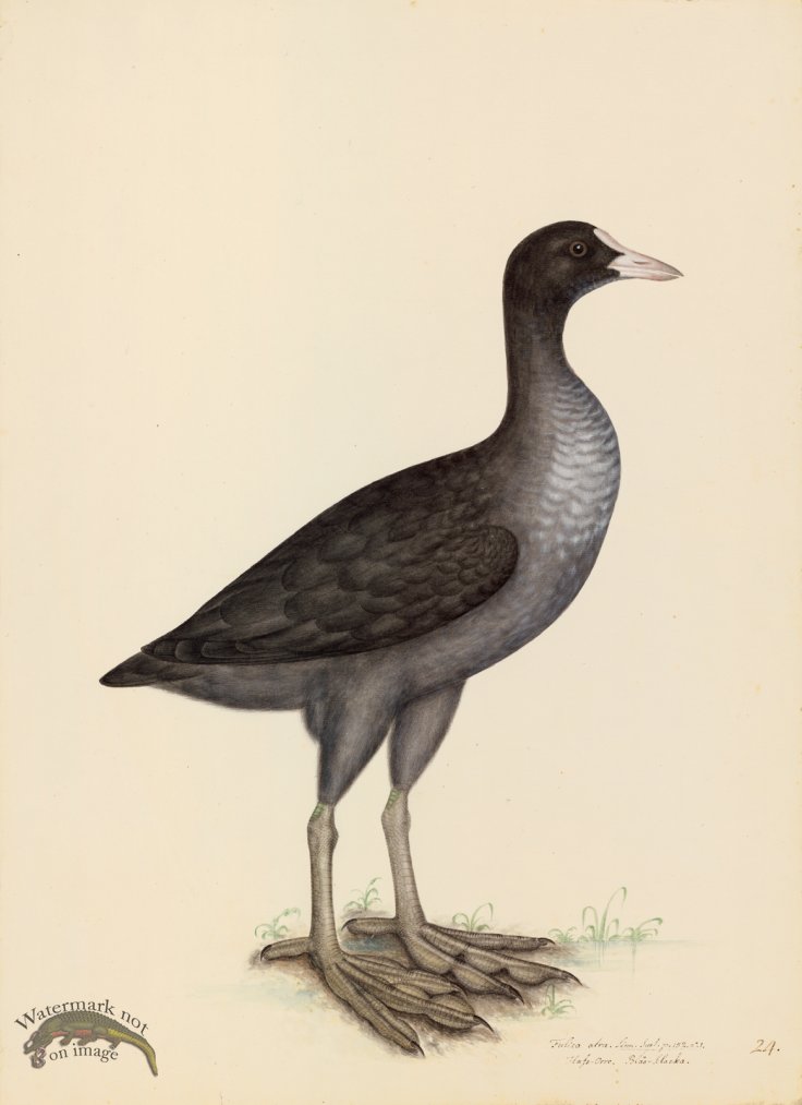 (image for) EURASIAN COOT . PL 24